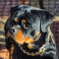 روتوایلر ماده