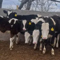 گوساله ماده|حیوانات مزرعه|قزوین, |دیوار