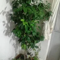 گل وگیاه طبیعی