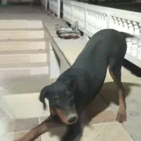 فروش سگ دوبرمن|سگ|کرج, باغستان|دیوار