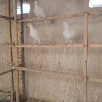 کفتر|پرنده|قم, چهار مردان|دیوار