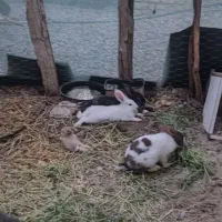 خرگوش لپ