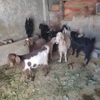 تعداد۹عدد بز سالم و سرحال