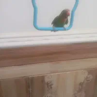 کوتوله برزیلی