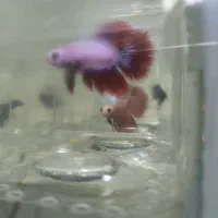 ماهی فایتر|ماهی|قزوین, |دیوار