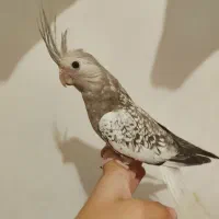 عروس هلندی مرواریدی