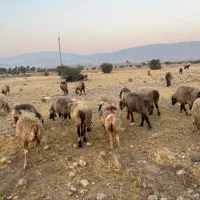 فروش 56 راس میش ترکی بختیاری  گوسفند داشتی ابستن|حیوانات مزرعه|جره و بالاده, |دیوار