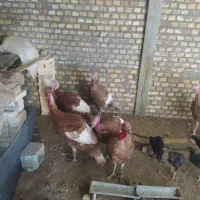 بوقلمون‌قرمزومشکی‌محلی،مرغ  محلی|حیوانات مزرعه|بوکان, |دیوار