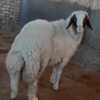 بره نر سنجابی پر خون و اصیل
