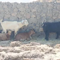 فروشی