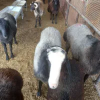 قوچ|حیوانات مزرعه|کهریزک, |دیوار