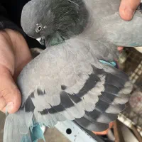 کفتر|پرنده|ری, دیلمان|دیوار