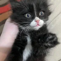 واگذاری گربه