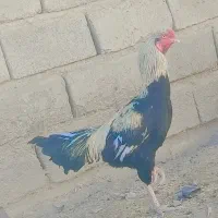 خروس جاوا|حیوانات مزرعه|ایرانشهر, |دیوار