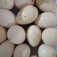 تخم بوقلمون نتفه دار