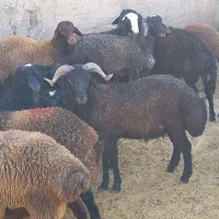 بره  نر چاق|حیوانات مزرعه|تهران, بهارستان|دیوار