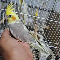 عروس هلندی لوتینو زعفرانی،مرغ عشق قناری کبوتر طوطی|پرنده|بجنورد, |دیوار