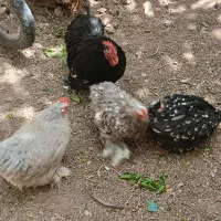 فروش مرغ و خروس کوشین