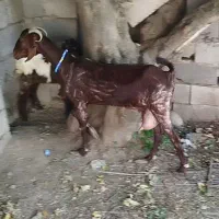 گوسفند افشاری بز شیری