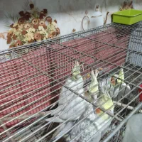 جفت عروس بادوتا جوجه