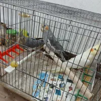 طوطی هلندی|پرنده|ملارد, |دیوار