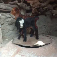 دو راس بزغاله دونه دو میلیونو پانصد