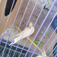 عروس هلندی  با جوجه و قفس و وسایل|پرنده|کازرون, |دیوار