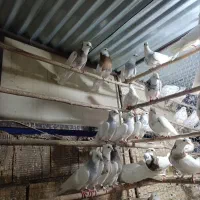 کبوتر . طوقی عطیقه.