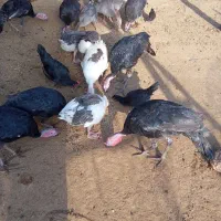 بوقلمون و غاز