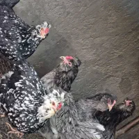 تخم مرغ گلین نطفه دار عشایری