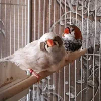 فنچ کینگ اورج اروپایی+بنگالی