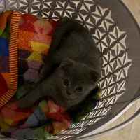 اسکاتیش ۳ ماهه نر