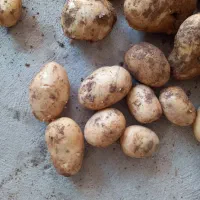 سیب زمینی اکریا|خوردنی و آشامیدنی|قیدار, |دیوار