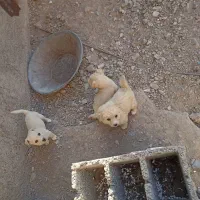 واگذاری سه عد توله پامر شیواوا نر نصف قیمت