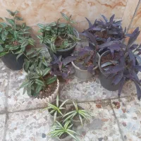 چندعددگلدون یکجاباهم