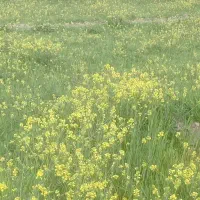 زمین کشاورزی آبی