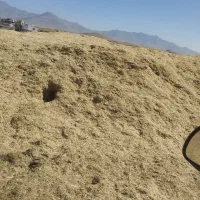 کاه نخودکیلوی7-هزار|خدمات باغبانی و درختکاری|نورآباد, |دیوار