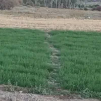 نهال پیاز سفید زرد اصلاح شده وتضمینی
