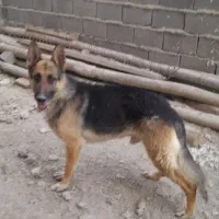 سگ ژرمن حرف گوش کن