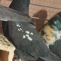 یه کفتر خوب