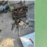 هاسکی اصل جنس