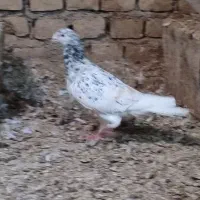 هفرنگ|پرنده|سبزوار, کهنه آب|دیوار