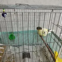 قناری گلاستر نر