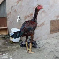 خروس لاری جوجه