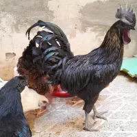 مرغ و خروس سمانی مرغ ویاندونت|حیوانات مزرعه|کرج, ساسانی (قلمستان)|دیوار