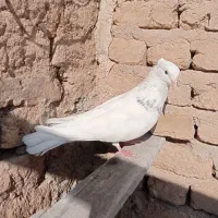 طوقی|پرنده|مهربان, |دیوار