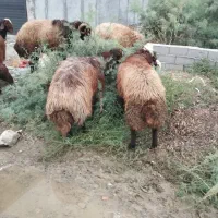 بره نر تخمی و کشتاری