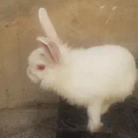 خرگوش خونگی  ۱۵۰ هزار