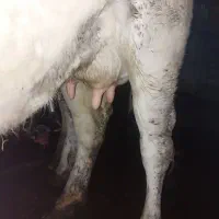 گاو|حیوانات مزرعه|بندر گز, |دیوار