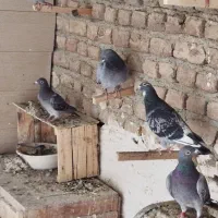 کبوتر